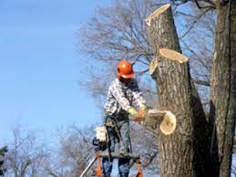 Tree Removal - How to Make it Easier to Remove Stumps